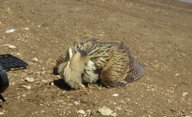 Bayburt'ta Balaban kuşu doğaya salındı