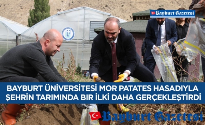 Bayburt Üniversitesi Mor Patates Hasadıyla Şehrin Tarımında Bir İlki Daha Gerçekleştirdi