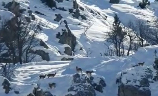 Bayburt’ta Yoncalı tepelerinde dağ keçileri görüntülendi