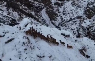 Yoncalı köyü tepelerinde dağ keçileri görüntülendi