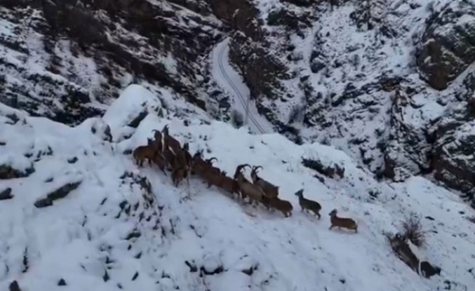 Yoncalı köyü tepelerinde dağ keçileri görüntülendi